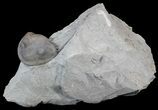 Inflated, Enrolled Isotelus Trilobite - Ohio #43126-2